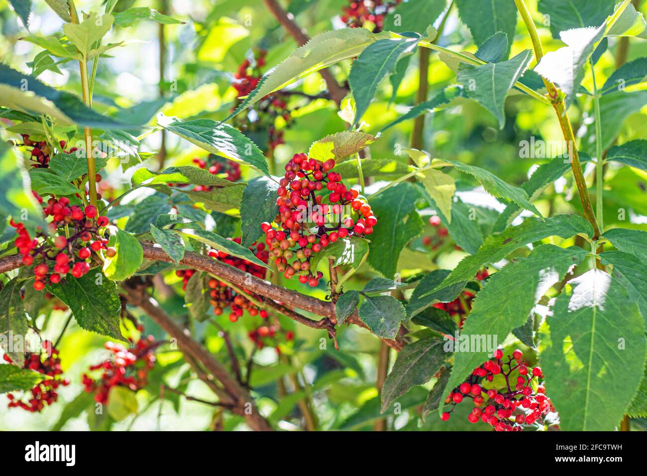 Elderberry Red (Sambucus racemosa) shrub with berries and green leaves