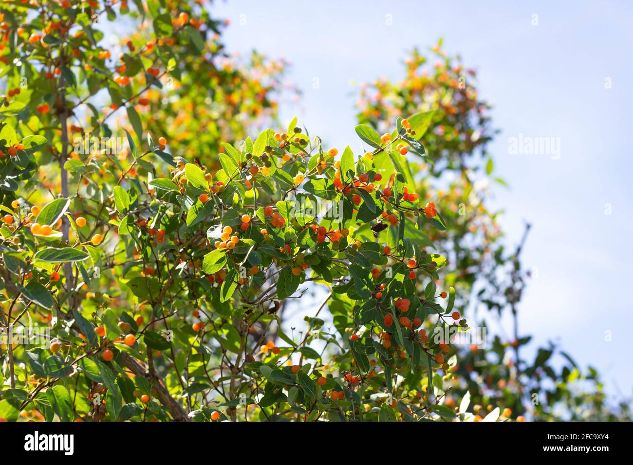 Small-leaved honeysuckle (Lonicera microphylla) branches with orange berries and green leaves in the garden in summer. Stock Photo