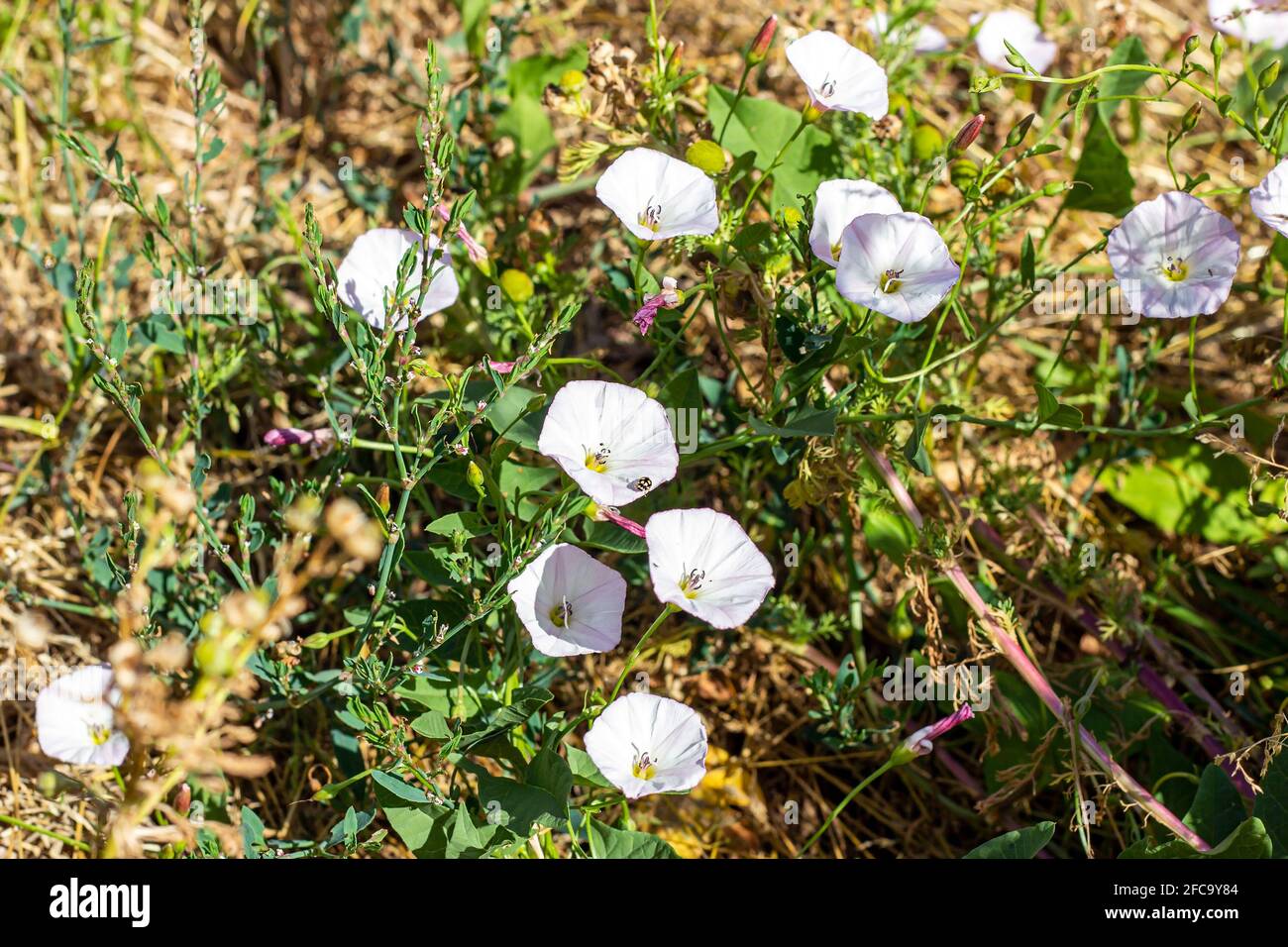 White and pink Morning Glory (Ipomoea Aquatica, False Bindweed, Water Spinach, Kangkong, River Spinach, Ong Choy, Water Convolvulus, Swamp Cabbage) fl Stock Photo