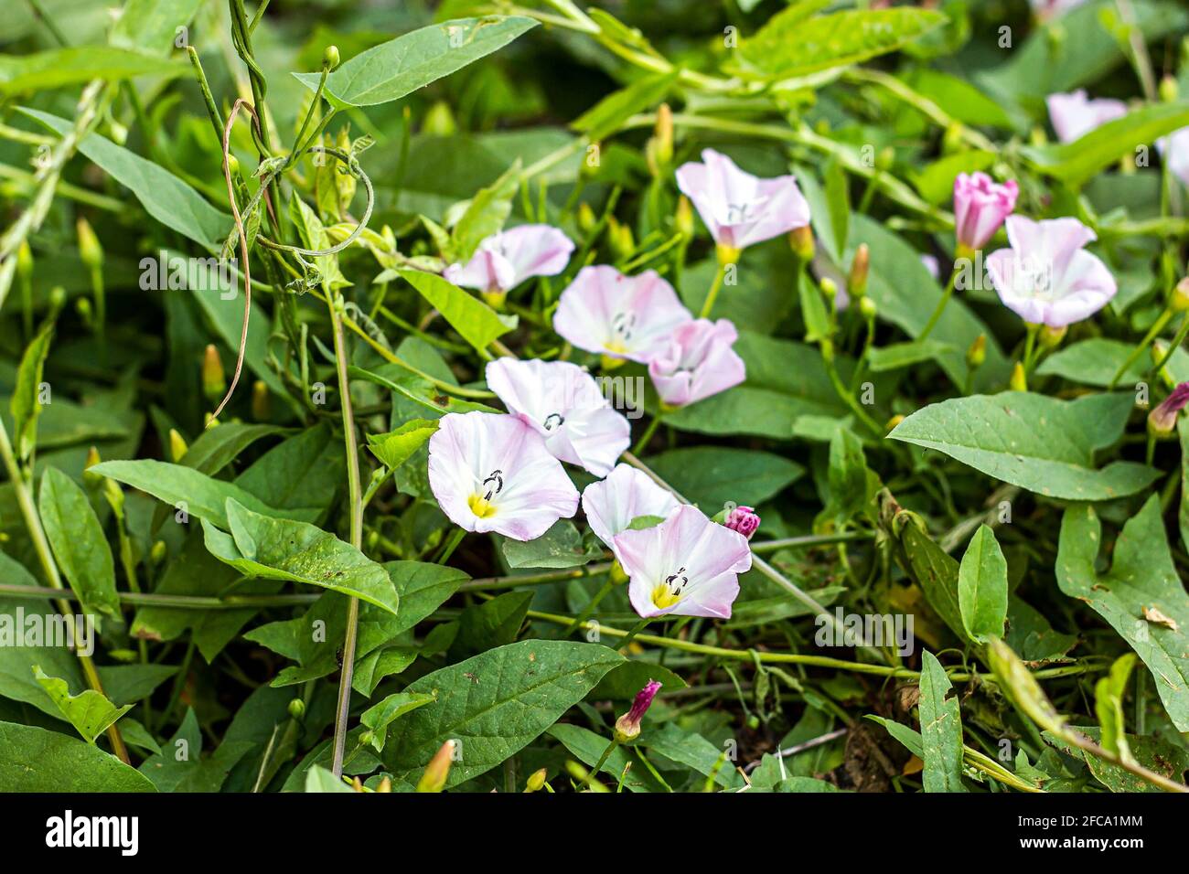 White and pink Morning Glory (Ipomoea Aquatica, False Bindweed, Water Spinach, Kangkong, River Spinach, Ong Choy, Water Convolvulus, Swamp Cabbage) fl Stock Photo
