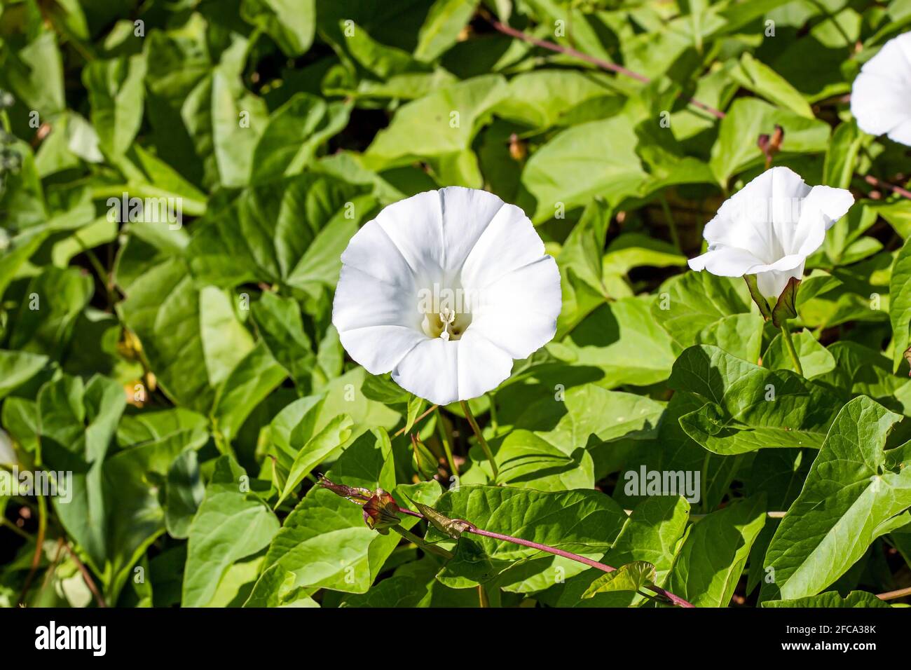 White Morning Glory (Ipomoea Aquatica, False Bindweed, Water Spinach, Kangkong, River Spinach, Ong Choy, Water Convolvulus, Swamp Cabbage) flowers in Stock Photo