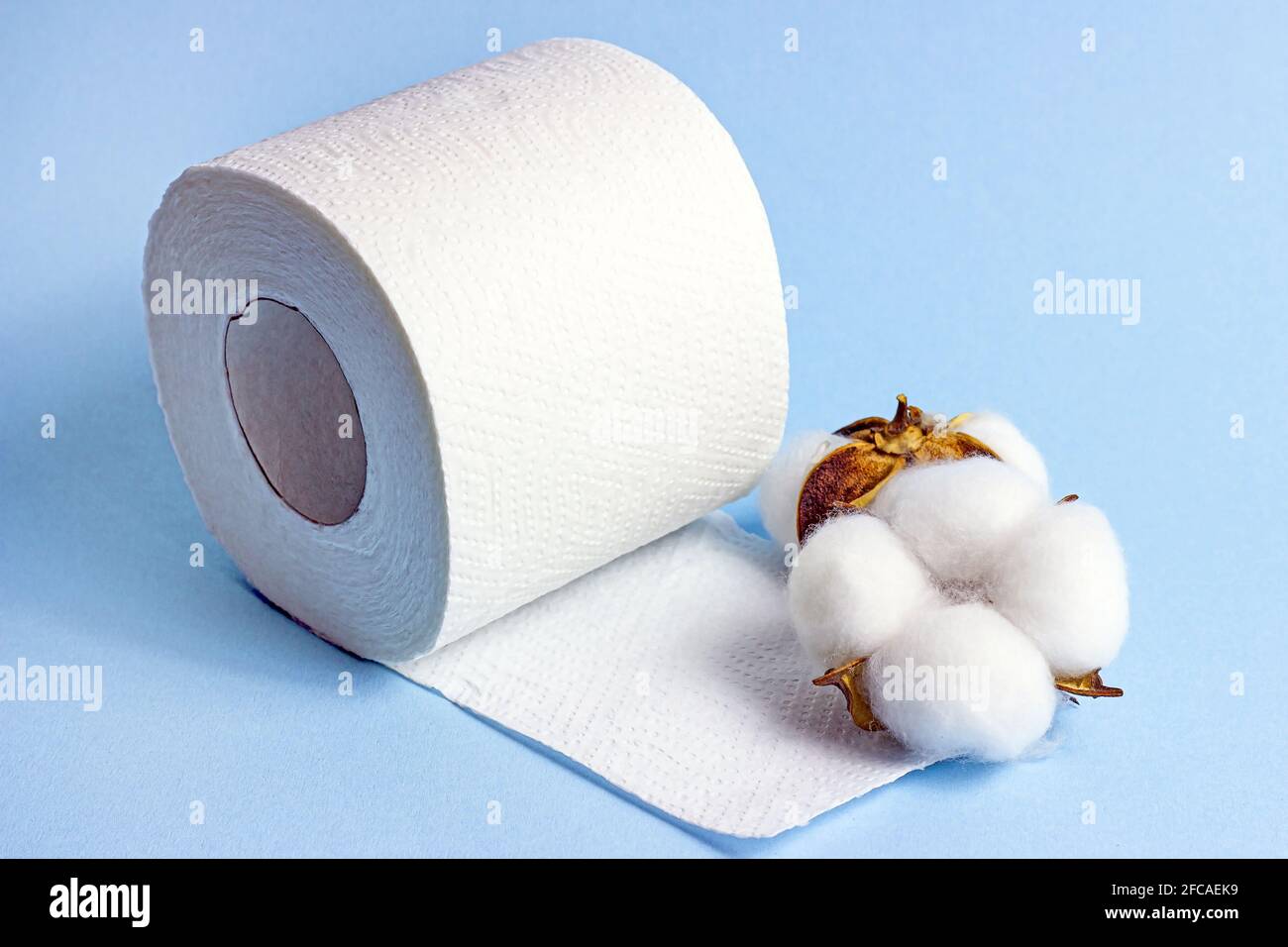 White toilet paper roll with dry cotton flowers on light blue