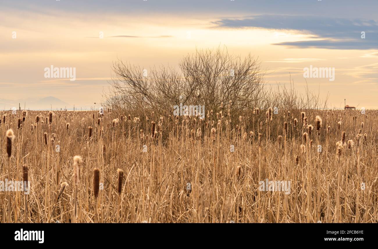 Dry Cattail or Typha field in sunset time. Bulrush or Reedmace or Reed or Corn dog grass or Swamp sausage aquatic rhizomatous herbaceous perennial Stock Photo
