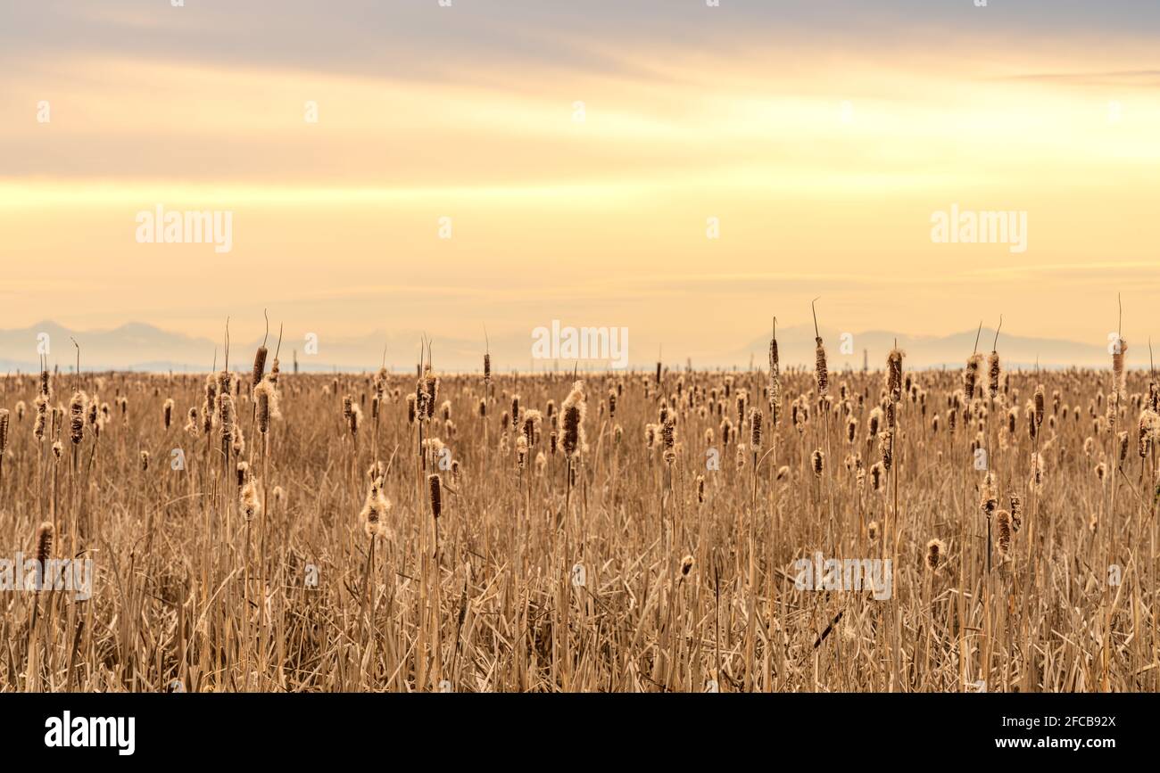 Dry Cattail or Typha field in sunset time. Bulrush or Reedmace or Reed or Corn dog grass or Swamp sausage aquatic rhizomatous herbaceous perennial Stock Photo