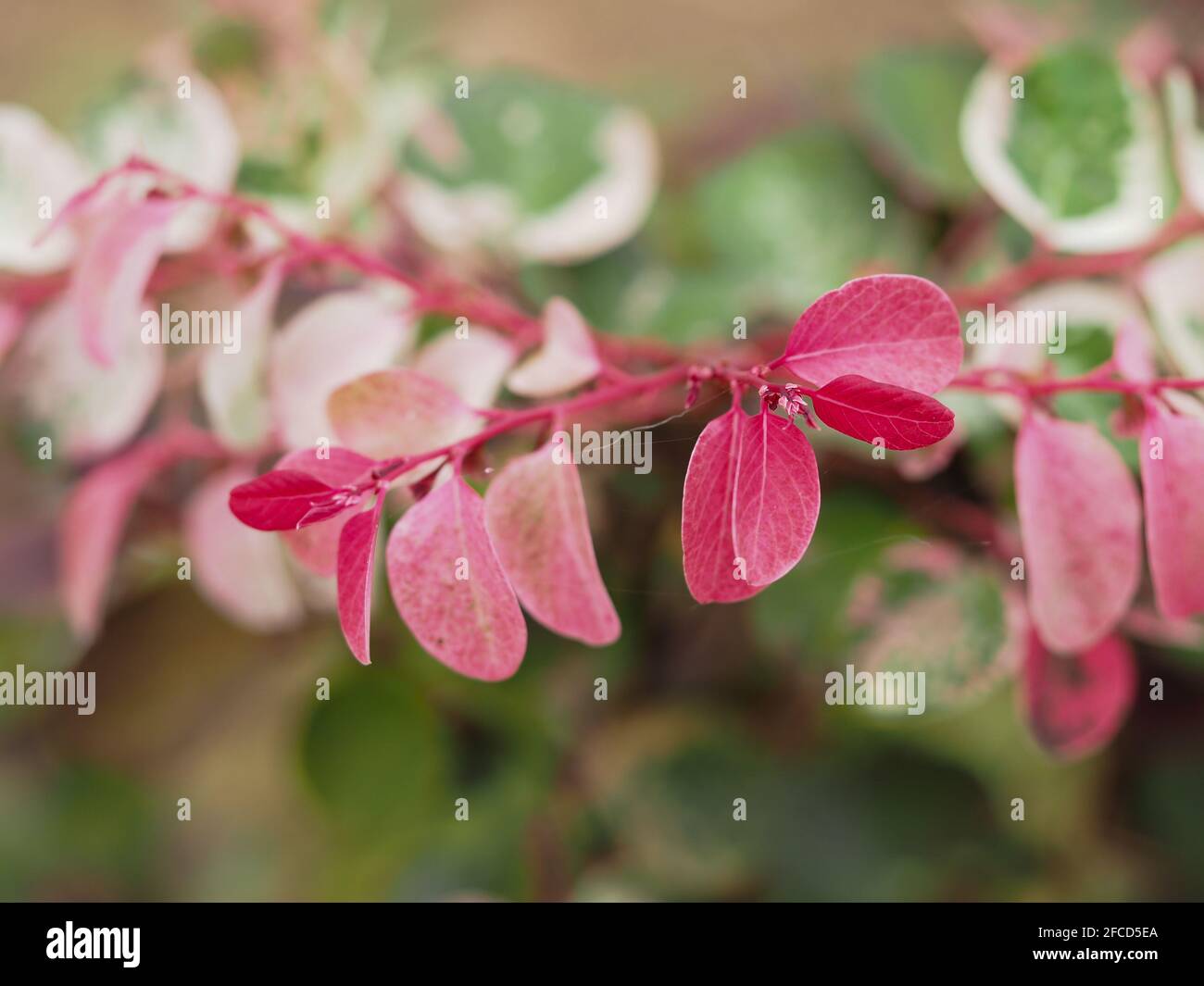 Glorious pink, red and green and white speckled leaves of the ornamental Snow Bush or Breynia disticha on a soft blurred foliage background, macro Stock Photo