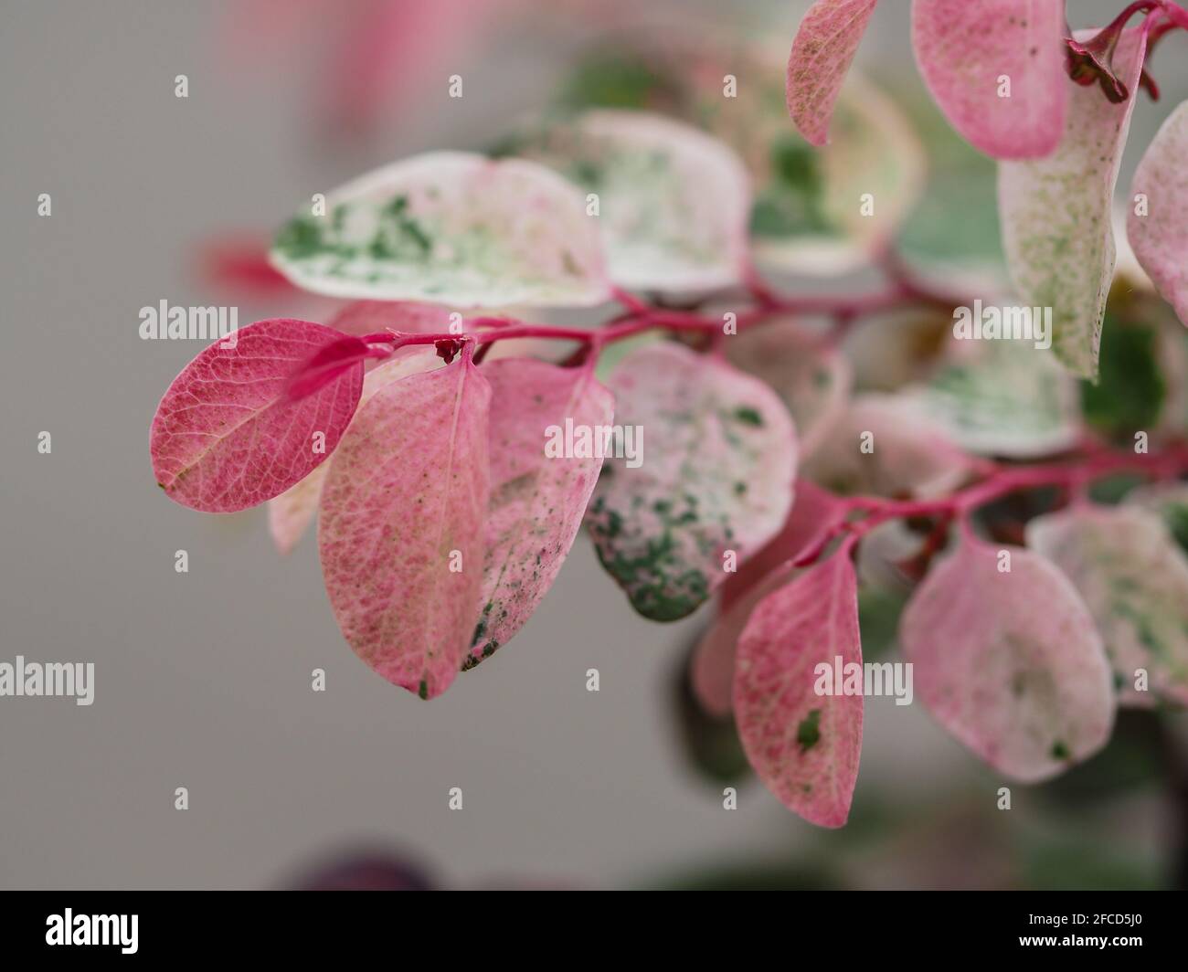 Glorious pink, red and green and white speckled leaves of the ornamental Snow Bush or Breynia disticha on a soft grey blurred background, macro Stock Photo