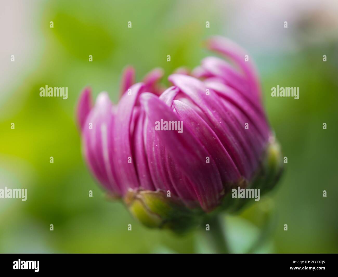 Macro of a Magenta Pink Chrysanthemum flower bud opening, on a blurred green foliage background. From the side perspective, in the garden Stock Photo