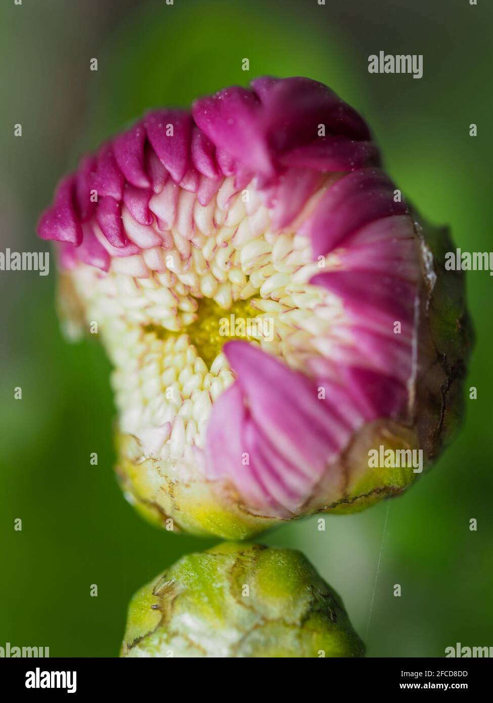 Pink Chrysanthemum flower bud opening, on a blurred green foliage background. New inner petals still white, macro Stock Photo