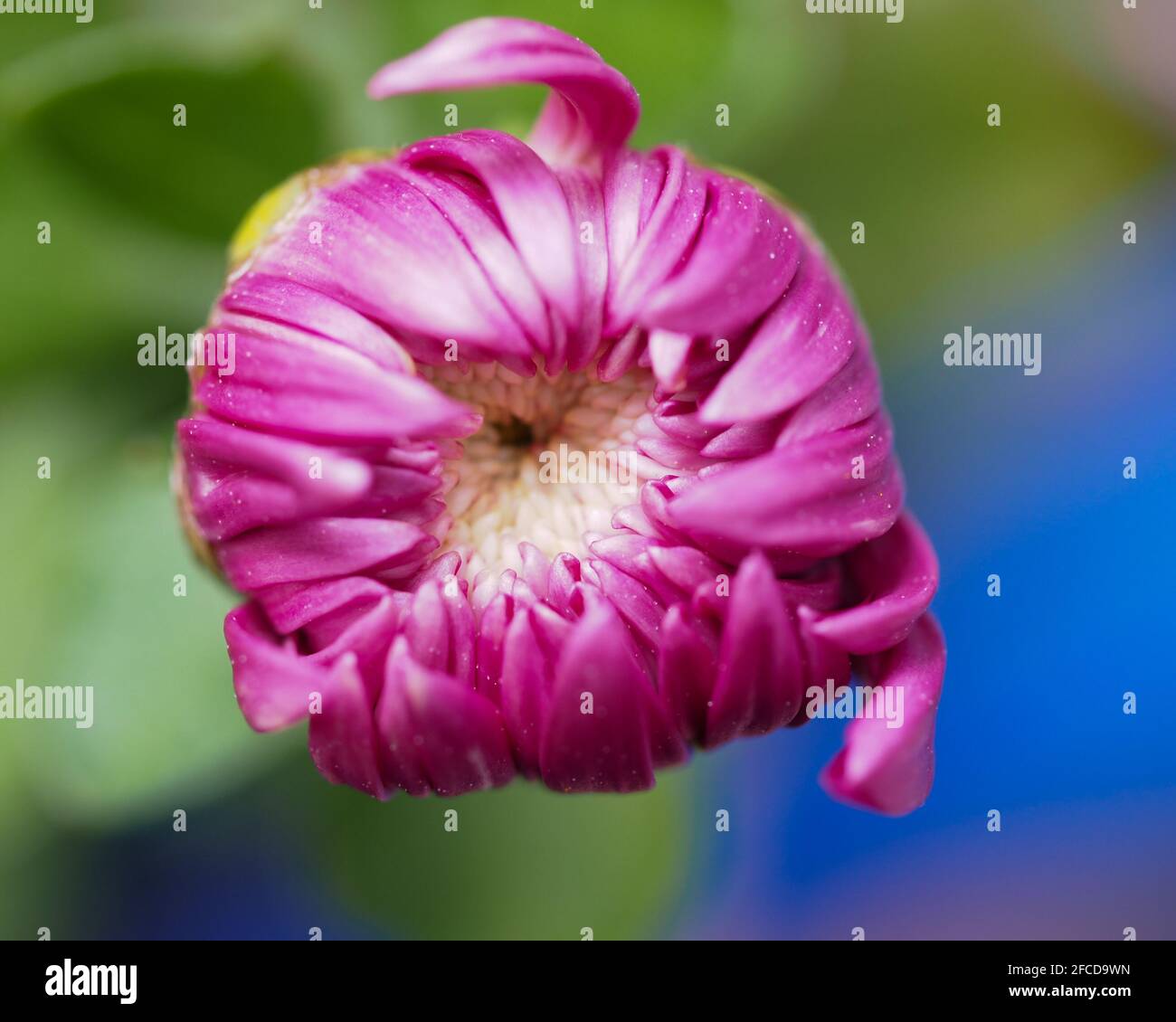 Flower Macro, Pink Chrysanthemum bud opening, on a blurred green and blue background. New inner petals still white Stock Photo