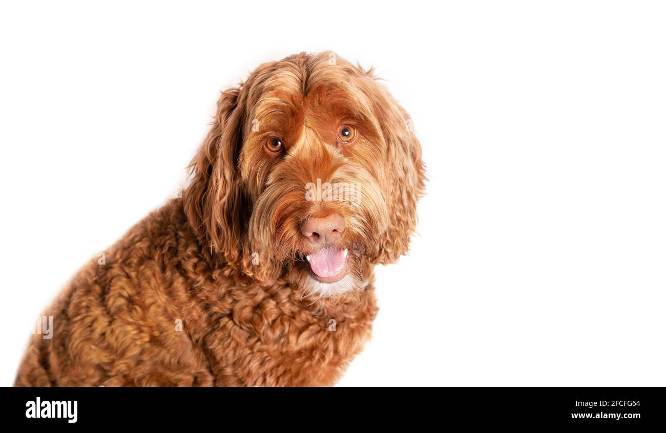 Labradoodle dog sitting and looking up at camera. Cute large female adult dog with brown eyes and pink nose and tongue out. Happy playful expression o Stock Photo