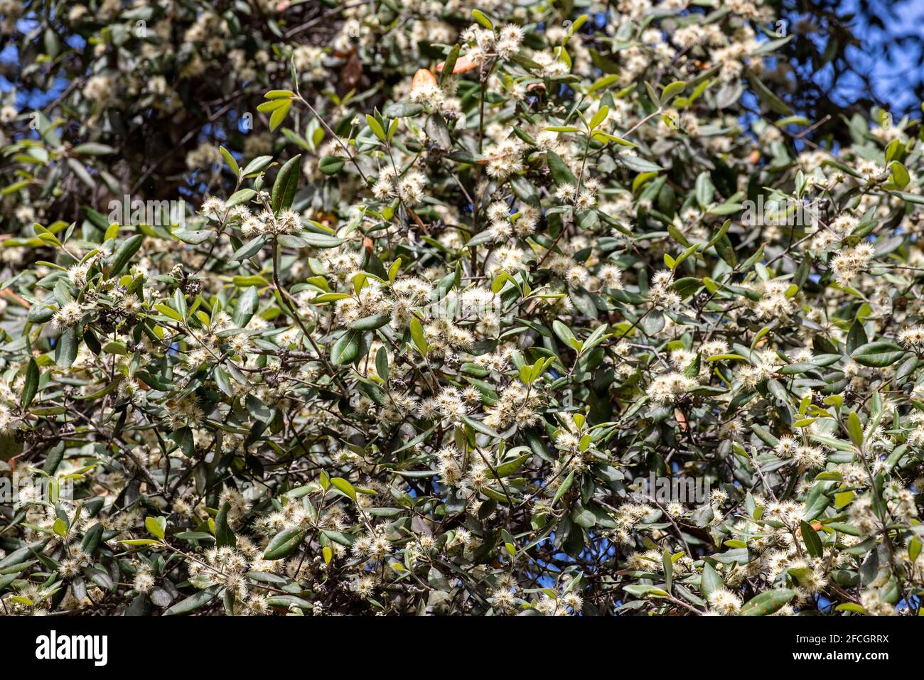 Australian Turpentine Tree in flower Stock Photo