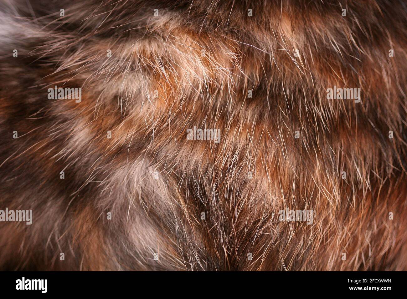 Cat fur Texture Stock Photo