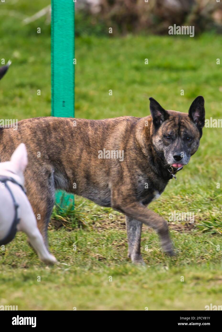 Two dogs playing toggether at a dog park on a sunny day Stock Photo - Alamy