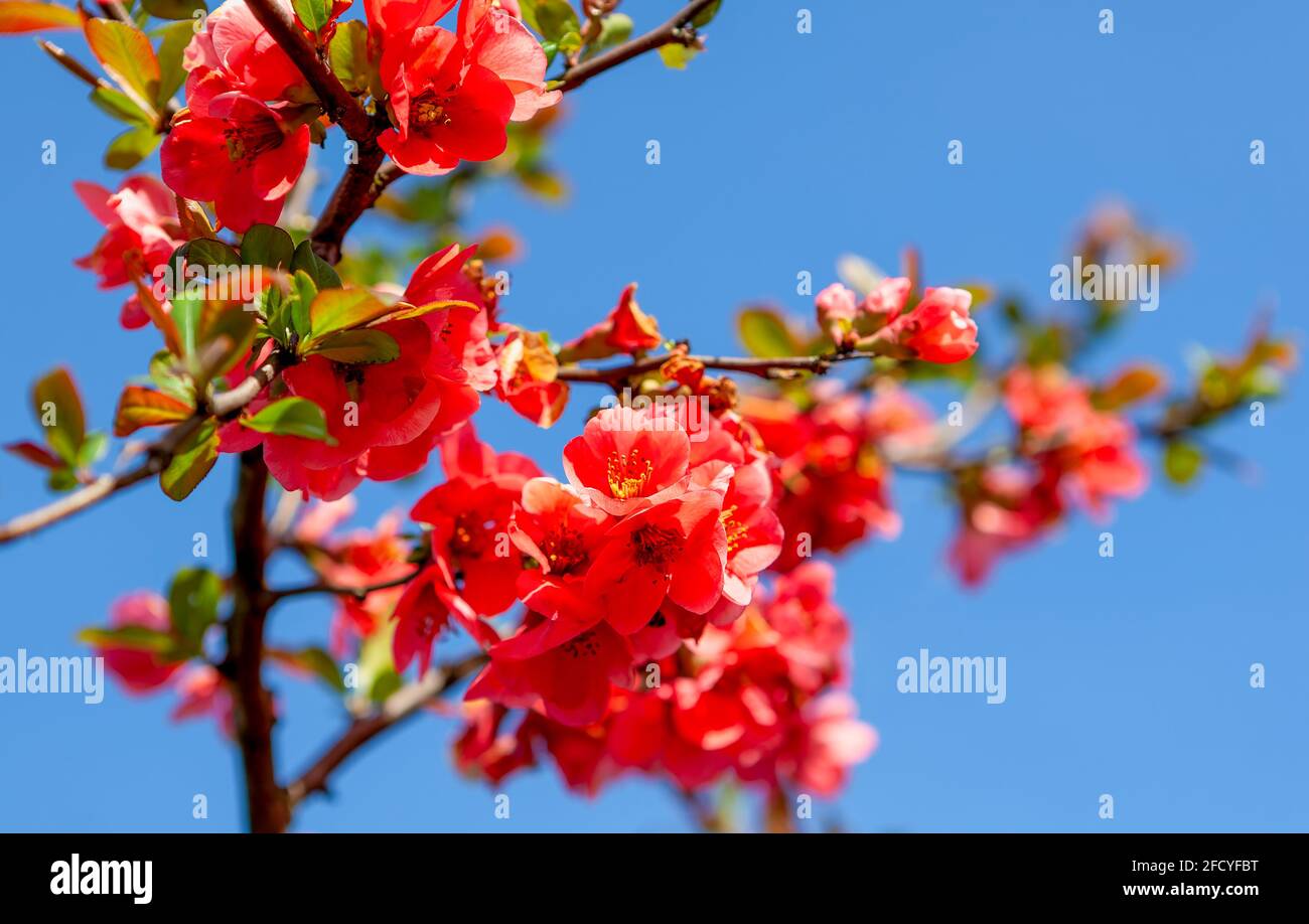 Close up of flowering quince blooms in spring on blue sky Stock Photo