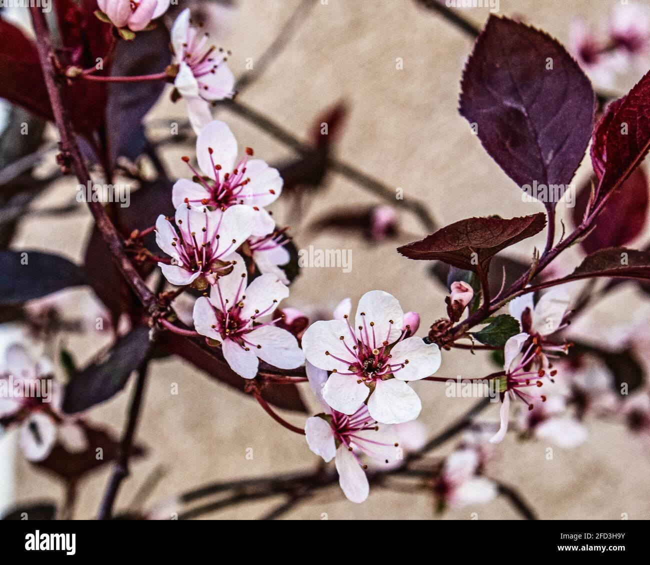 A Japanese Maple blooming in the spring Stock Photo
