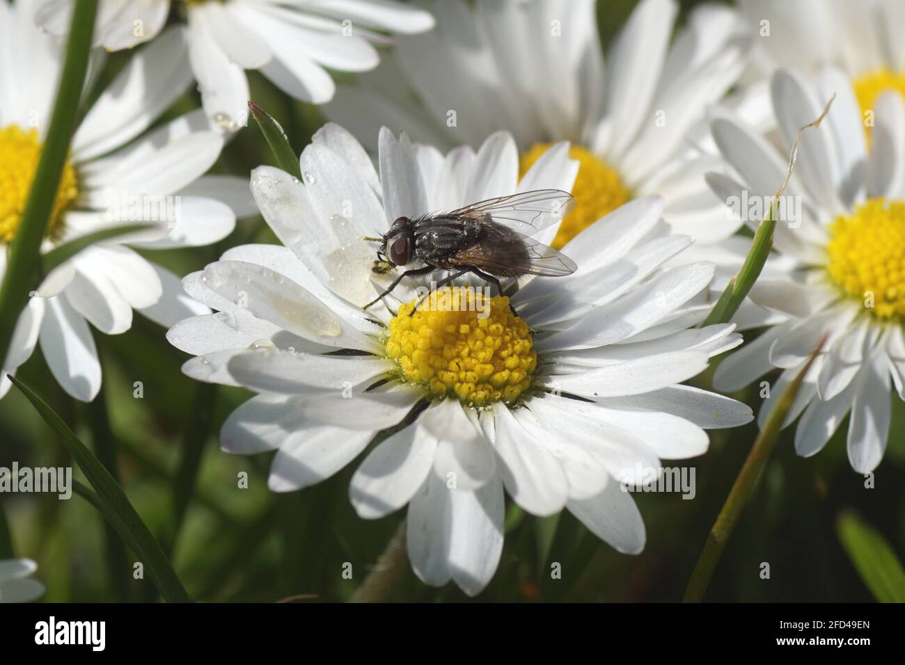 Female face fly, autumn housefly (Musca autumnalis), family Muscidae on a flower of common daisy Bellis perennis, family Asteraceae. Spring, April, Stock Photo