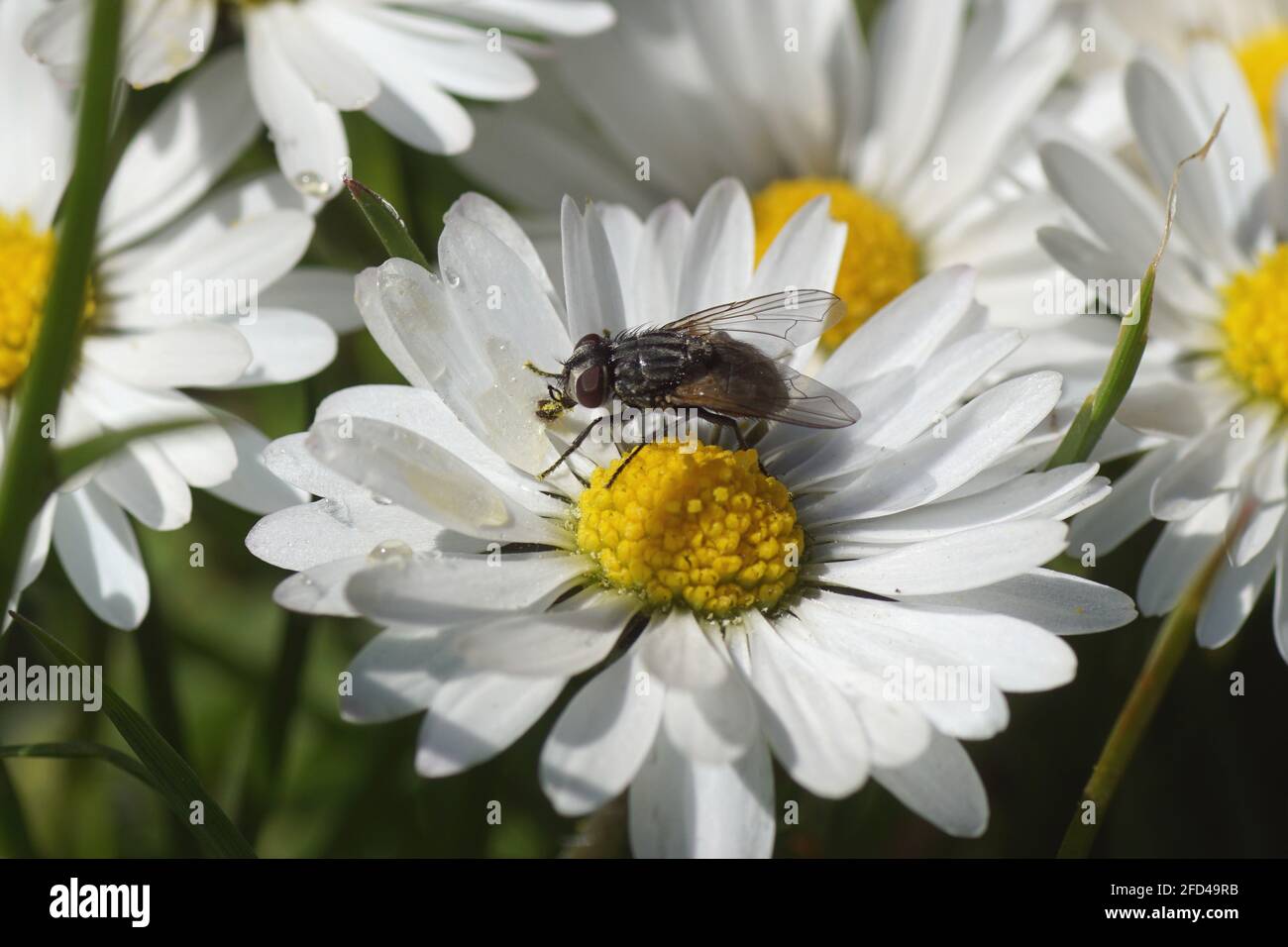 Female face fly, autumn housefly (Musca autumnalis), family Muscidae on a flower of common daisy Bellis perennis, family Asteraceae. Spring, April, Stock Photo