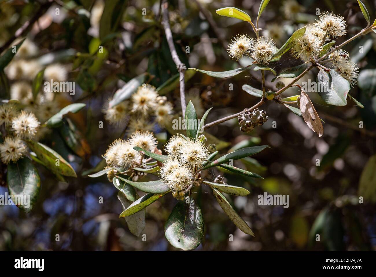 Australian Turpentine Tree in flower Stock Photo