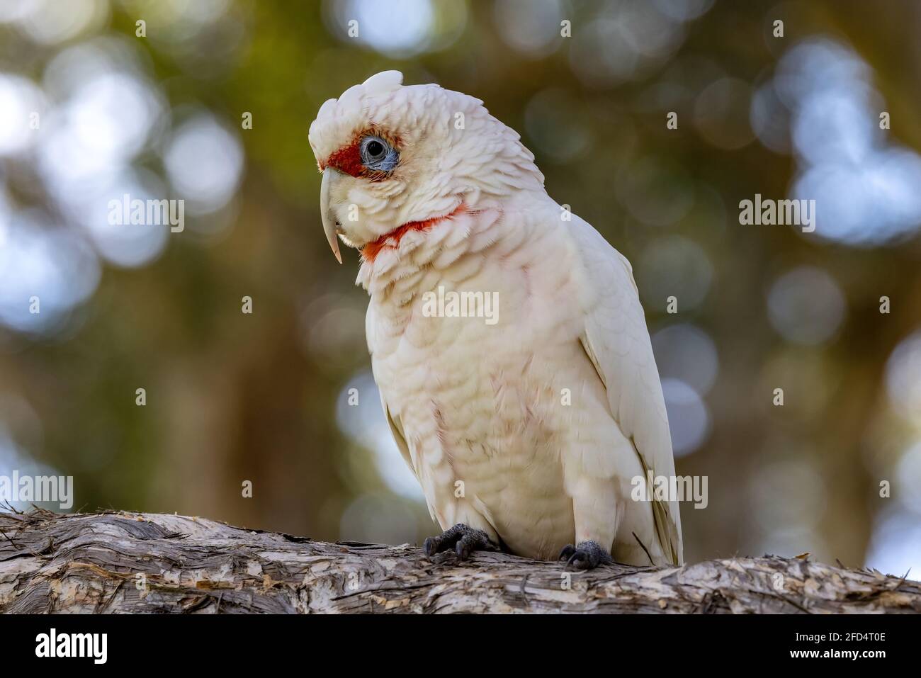 Long-billed Corella perched on tree branch Stock Photo