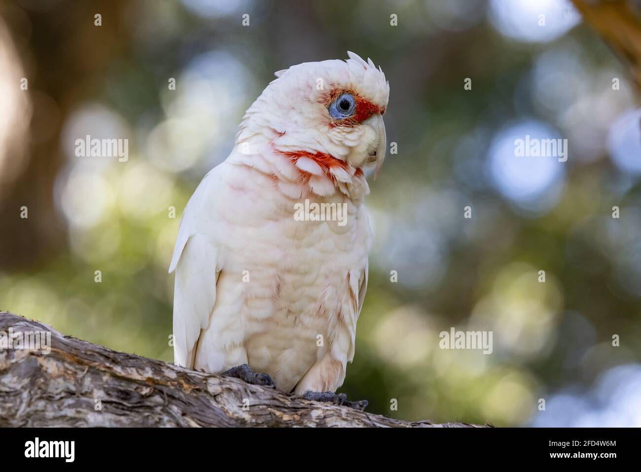 Long-billed Corella perched on tree branch Stock Photo