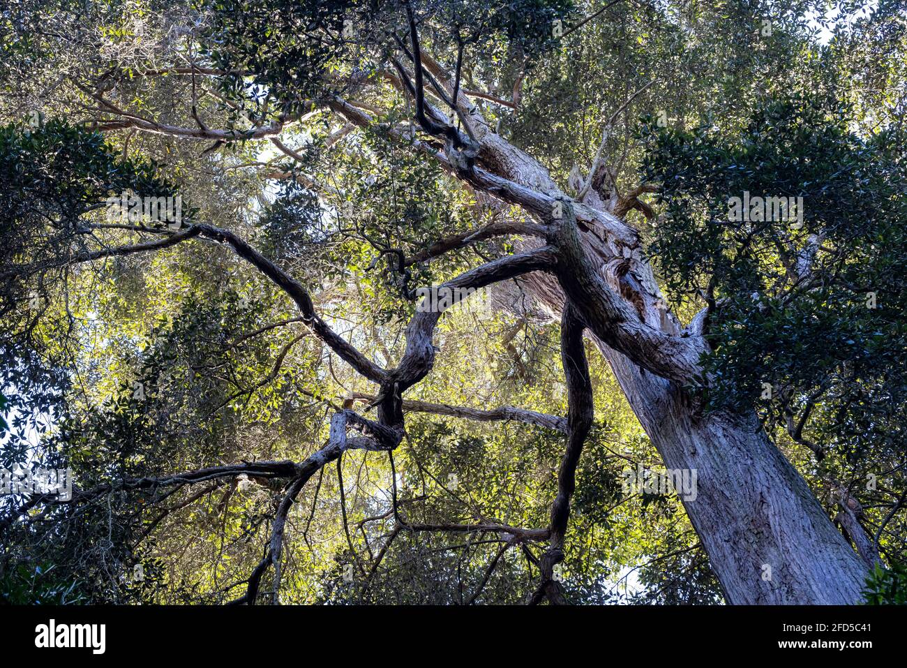 Large Turpentine Tree growing in East Australian rainforest Stock Photo