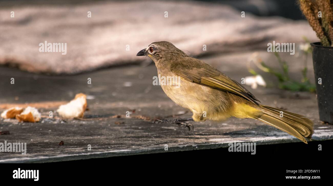 White-browed bulbul going for food put for backyard birds. leaping in the air side view. Stock Photo