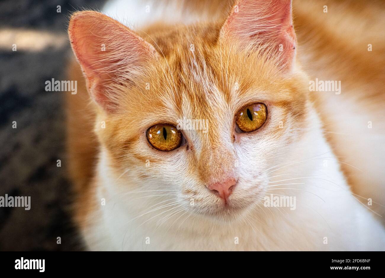 Young and Orange eyed cat looking at camera, sitting on the ground, and