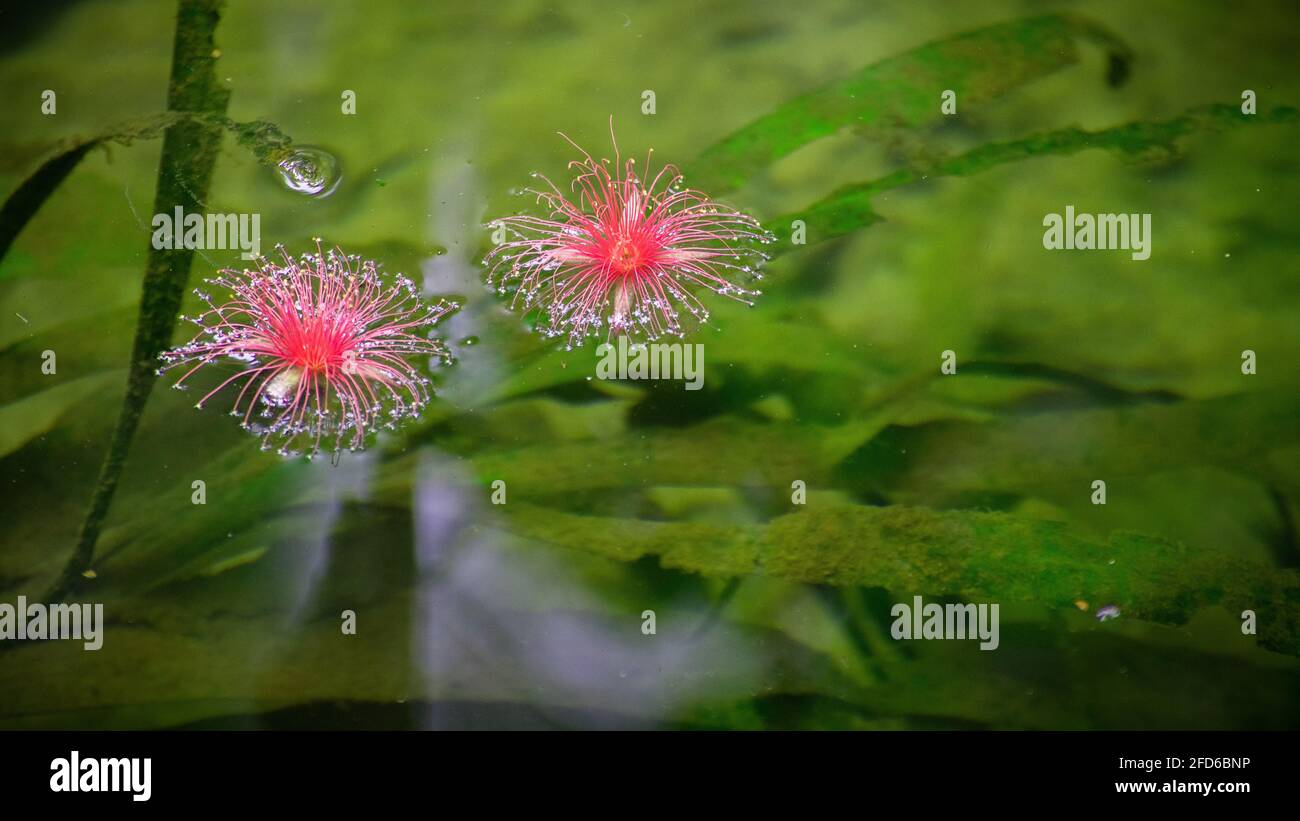 Red wildflowers drop to the water surface of a natural pond at the Bambarawana water stream. life under the water, green aquatic underwater plants visible Stock Photo