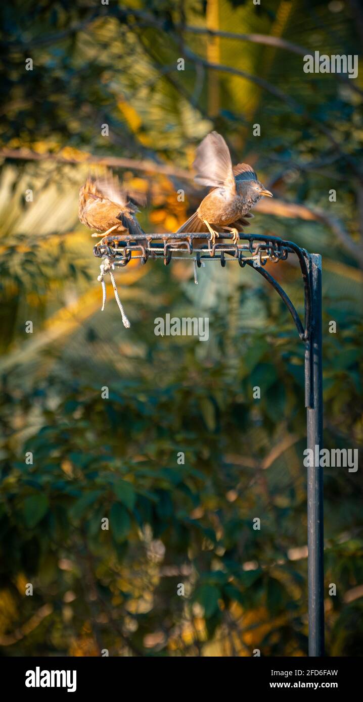 yellow-billed babbler bird couple having a casual discussion perched on top of a netball post in the backyard early in the morning. facing the warmth Stock Photo