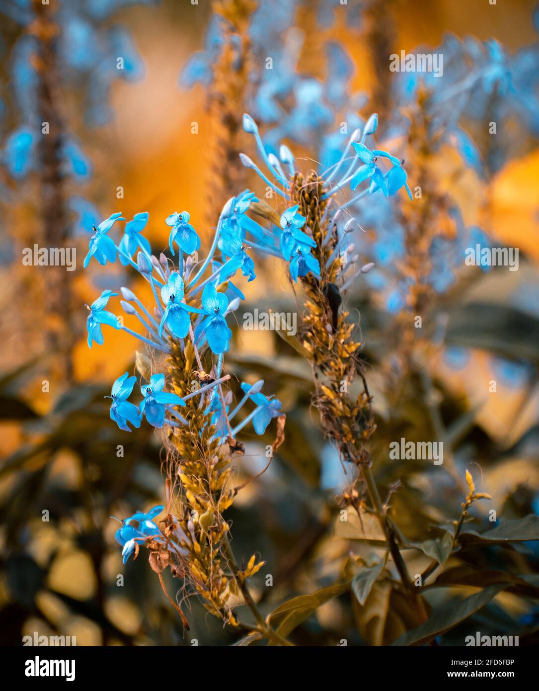 betony flowers close up natural conditions and early sunlight Stock Photo