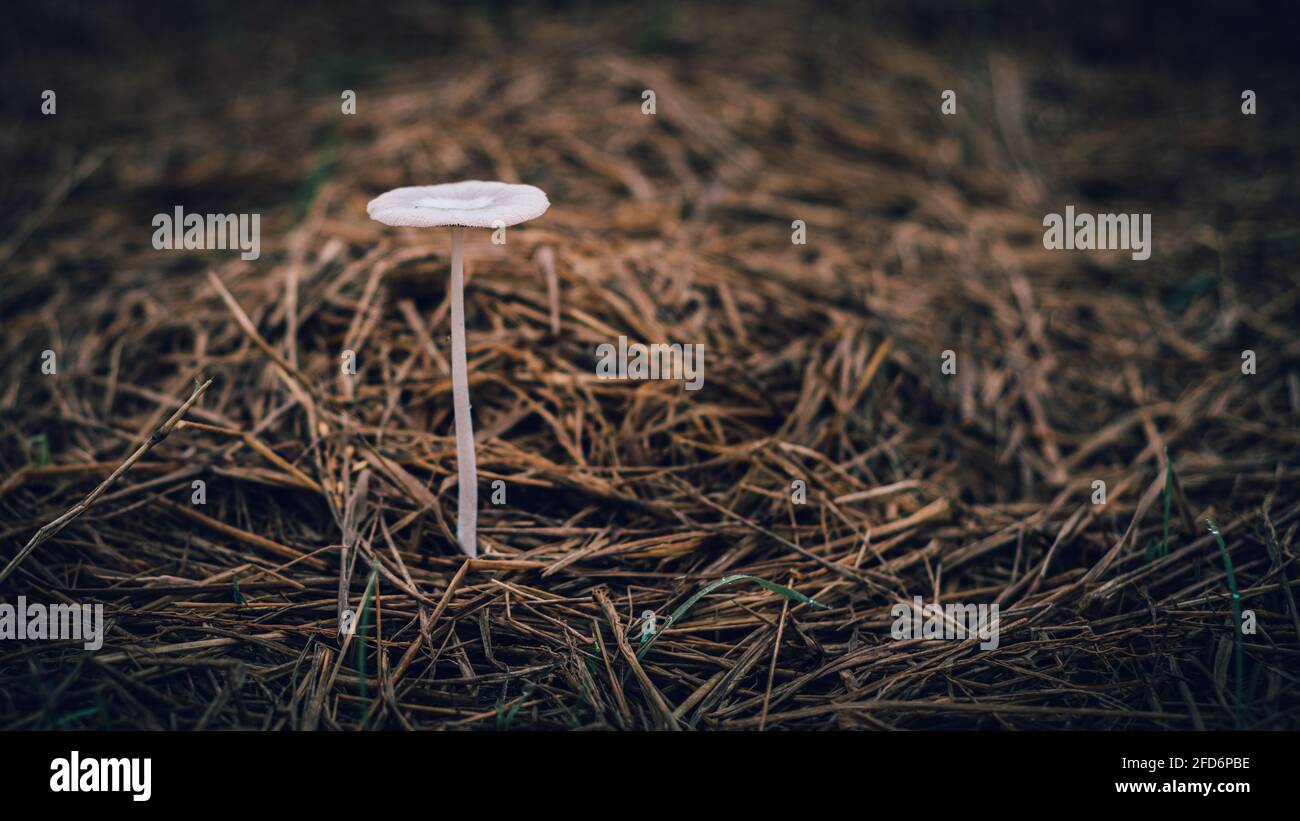 Fragile not eatable fungus growing on the ground on top of hey in the paddy field. isolated mushroom close-up photograph, the concept of loneliness. Stock Photo