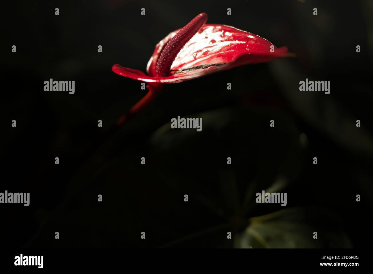 Anthurium flower in isolated close up glowing against dark background Stock Photo