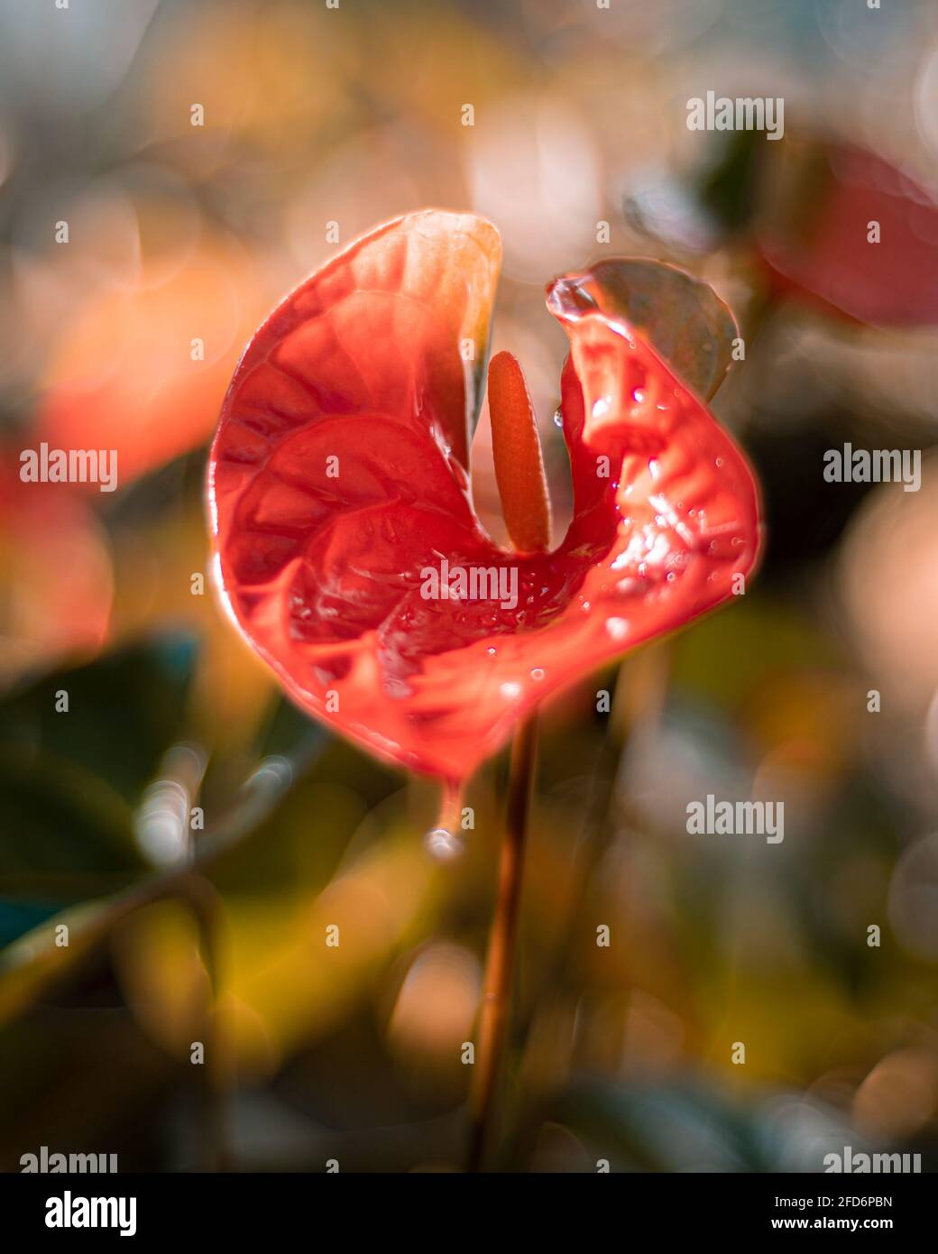 Anthurium flower in isolated close up glowing dew in the morning natural light in the garden. Stock Photo