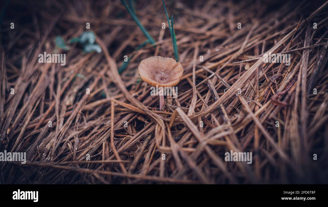Small natural inedible mushroom growing on the paddy field soil and hay. brown mushrooms cap turned upwards gathering water drop in the middle. close Stock Photo