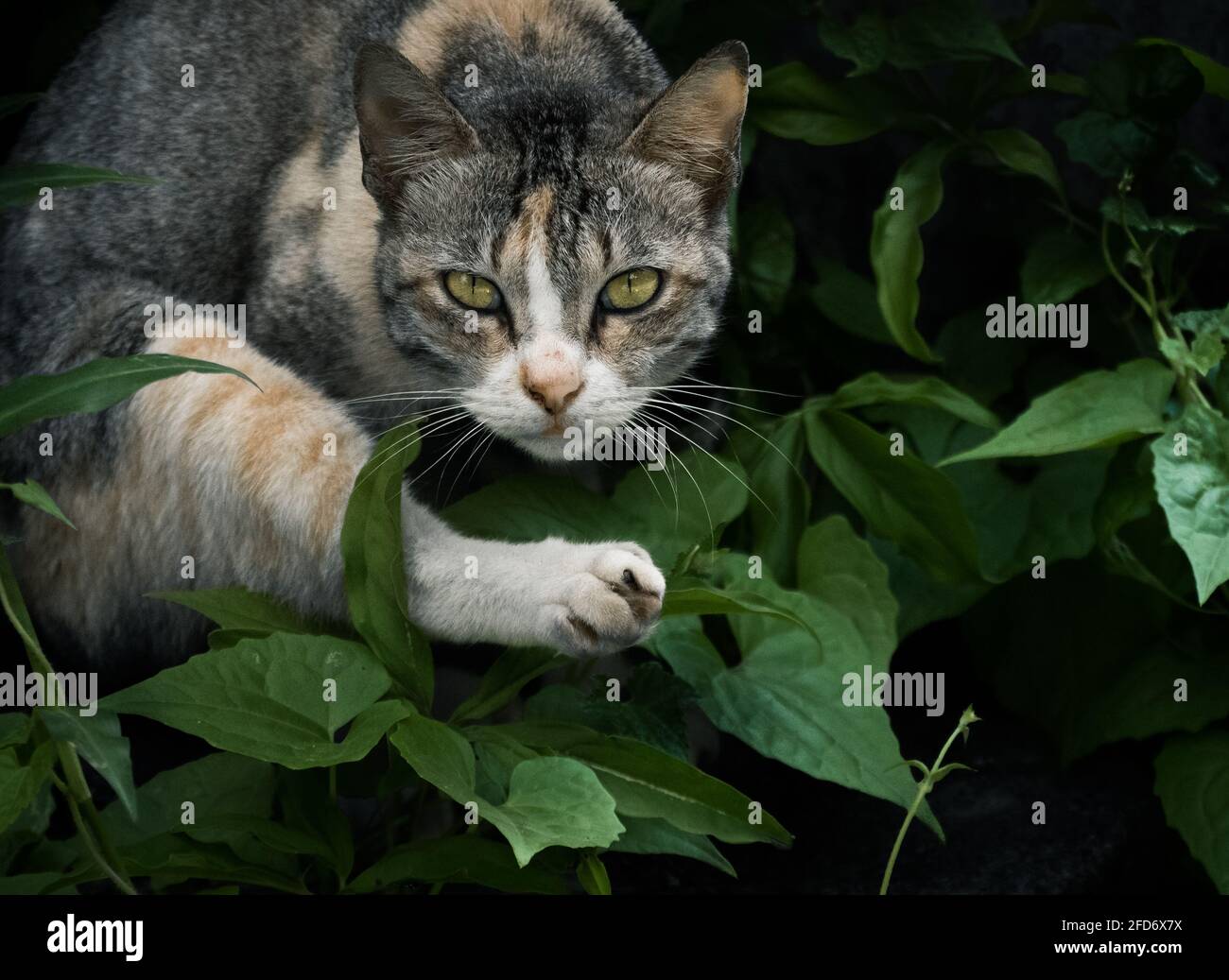Cat ready to jump at any time, focused eyes looking front with serious facial expression. Stock Photo
