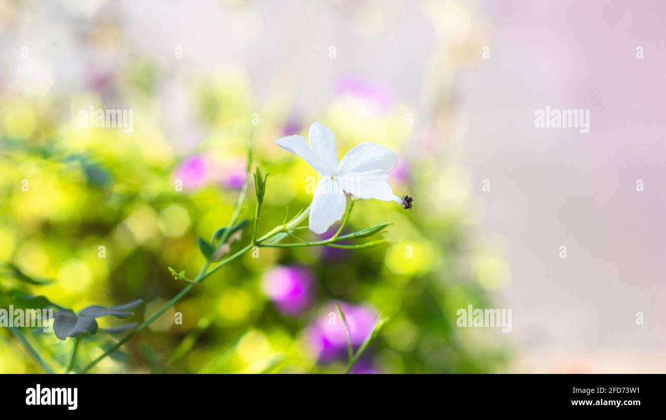 beautiful soft flowers blossoming in the morning sunshine in the summer, wild meadow dreamy bokeh background. small flies busy gathering pollen. Stock Photo