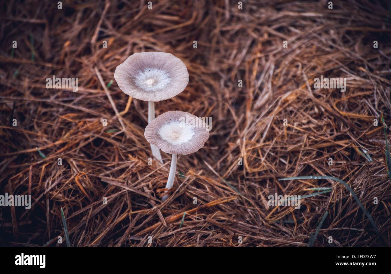Small natural eatable white mushrooms growing on the paddy field on the top of the hay. close up overhead photograph. the thin texture of the mushroom Stock Photo