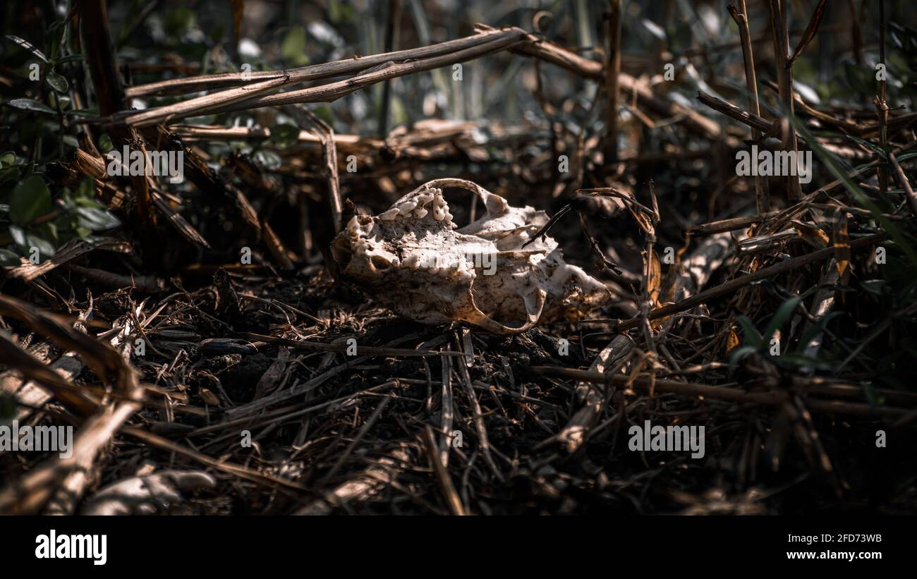 Burnt rat skull in a forest, human deforestation, and put fires cause animals to suffer and die. Stock Photo