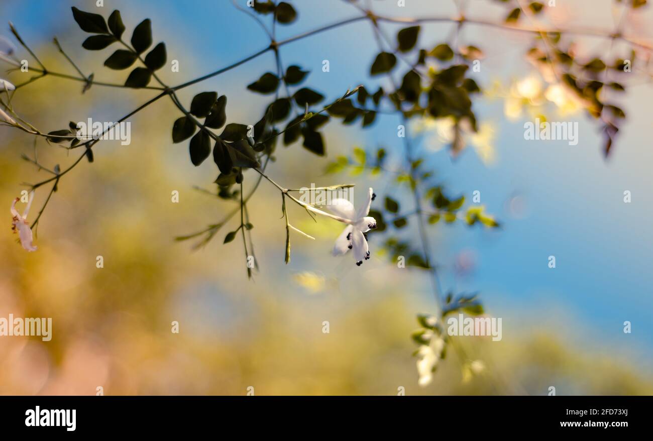 beautiful soft flowers blossoming in the morning sunshine in the summer, wild meadow dreamy bokeh background. small flies busy gathering pollen. Stock Photo