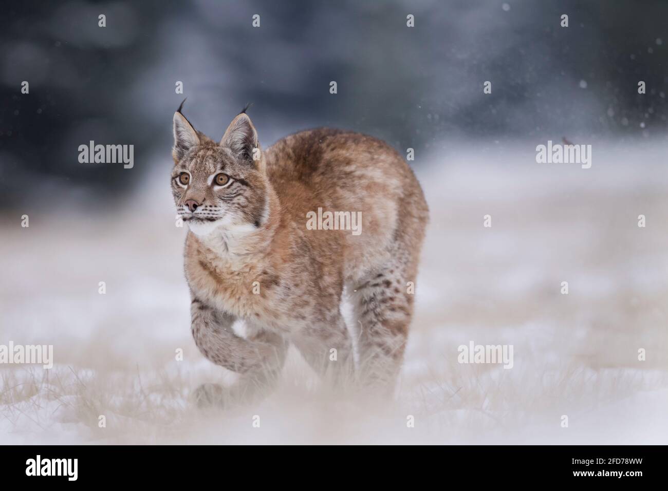 Luchs, Lynx lynx, Eurasian lynx Stock Photo