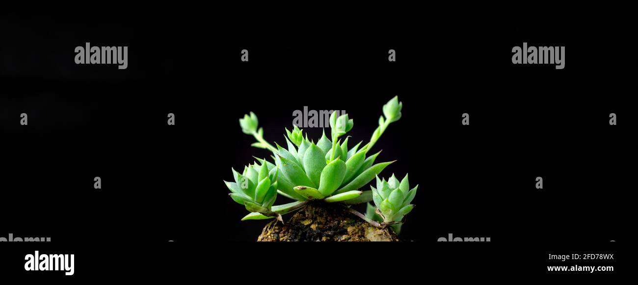 Mini cactus plant closes up against black background, copy space for texts, artificial lighting condition. Stock Photo