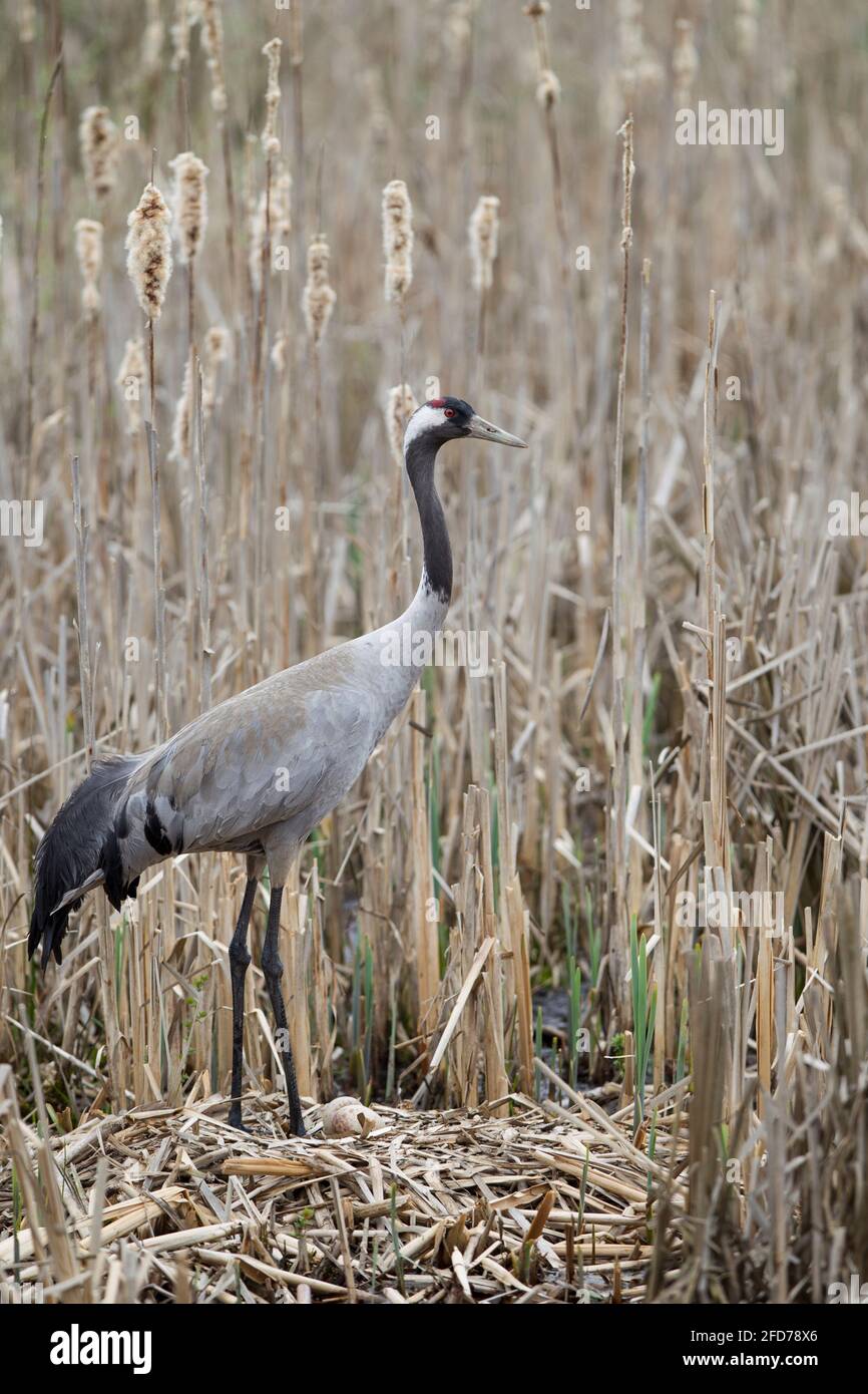 Kranich, Grus grus, common crane Stock Photo
