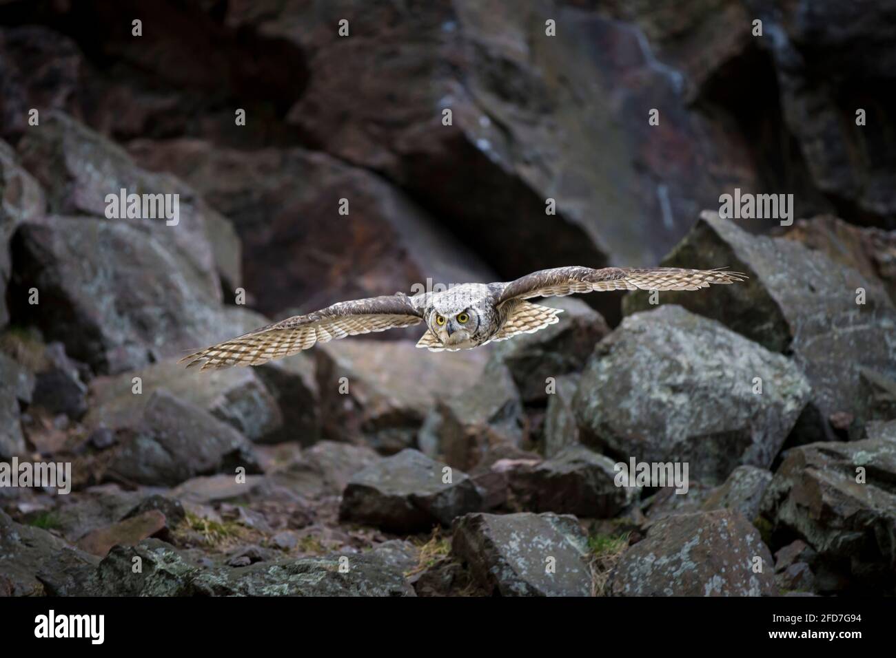 Virginia-Uhu, Bubo virginianus, great horned owl Stock Photo