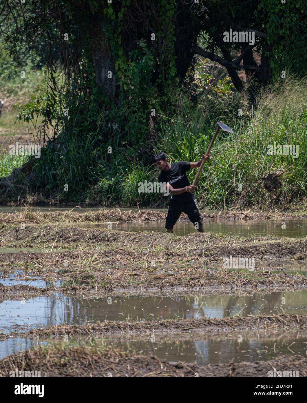 Anuradhapura, Sri Lanka - 03 30 2021: Male farmer hand plowing the paddy field with an agricultural hoe. Stock Photo