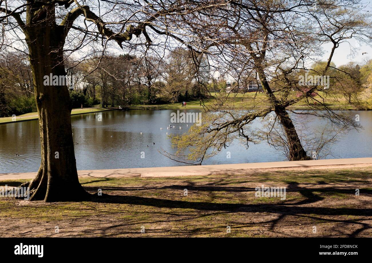 Moseley New Pool in spring, Swanshurst Park, Moseley, Birmingham, England, UK Stock Photo