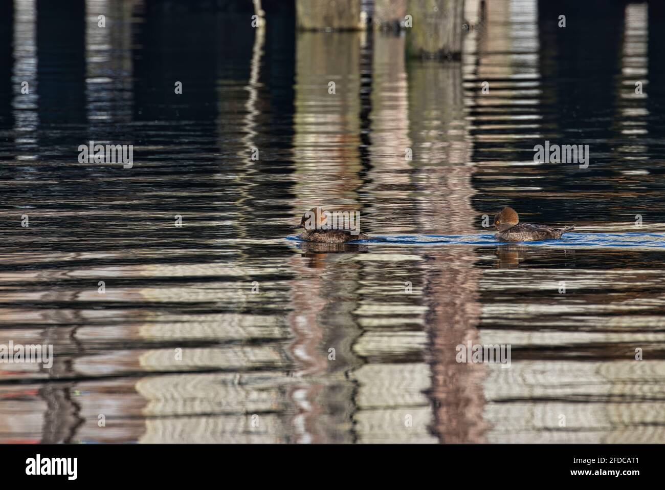 Female swimming on a water body hi-res stock photography and images - Alamy