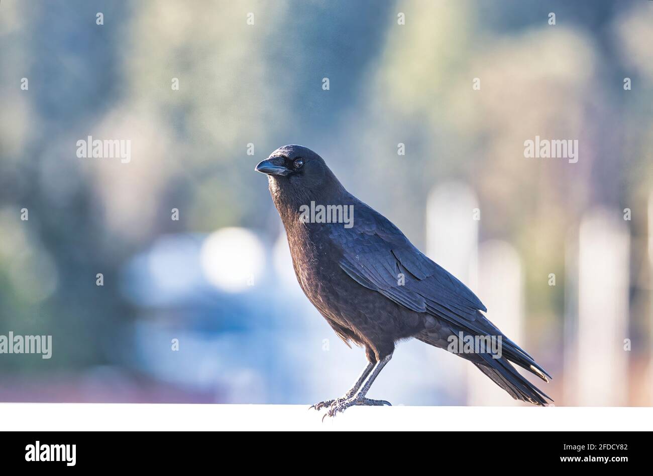 A crow standing on white copy space Stock Photo