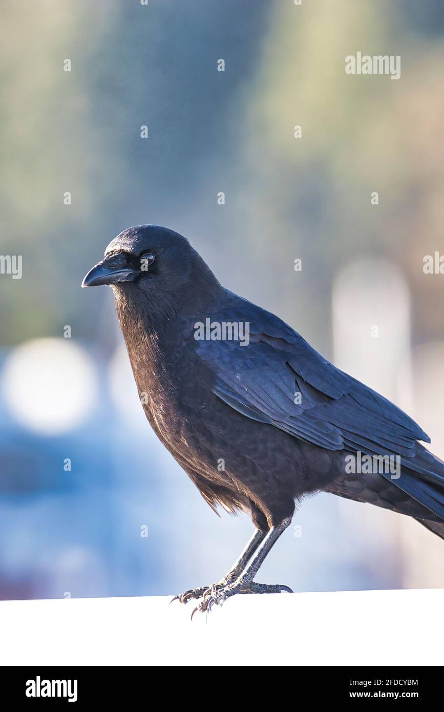 A crow standing on white copy space Stock Photo - Alamy