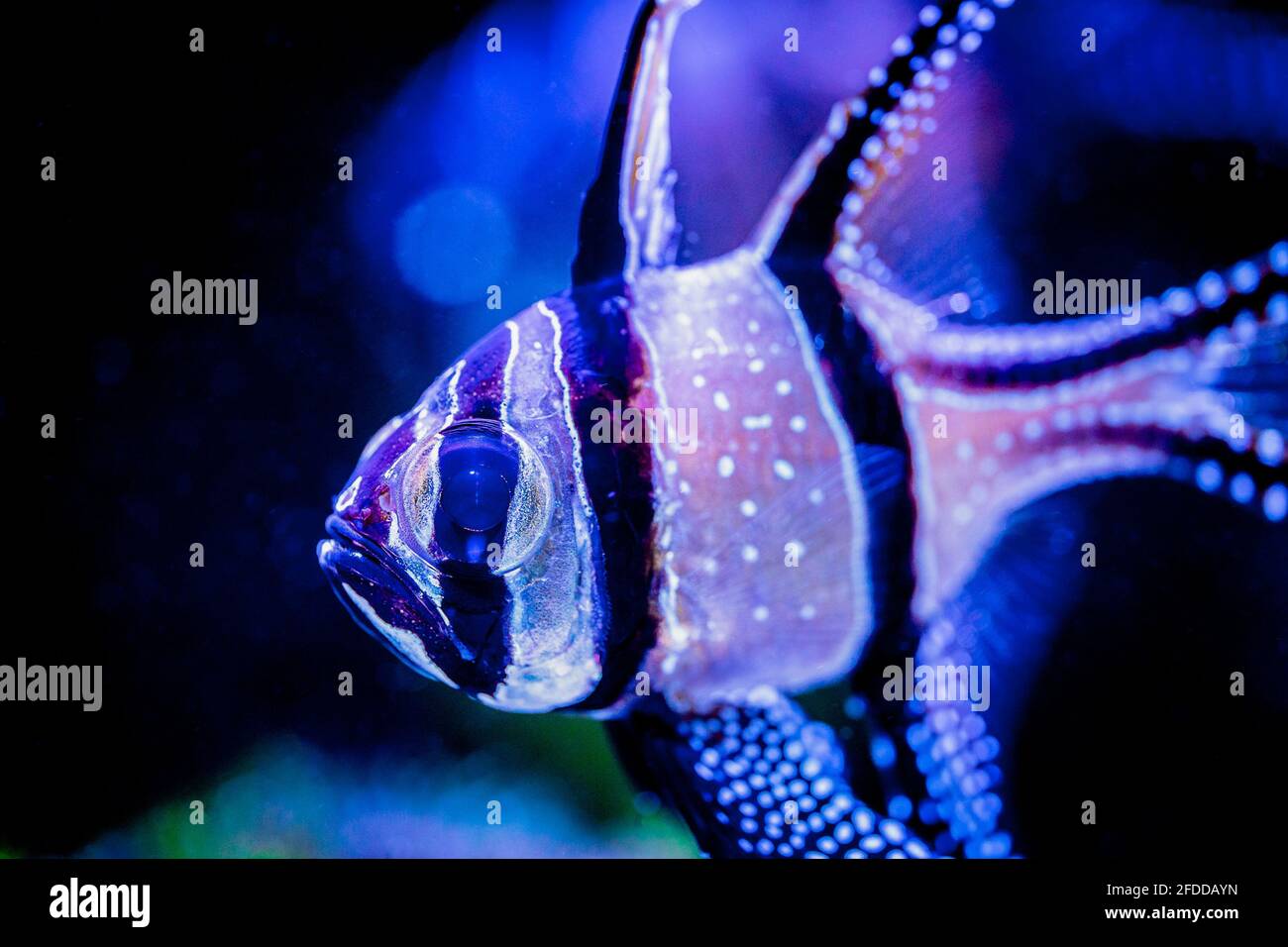 Macro close up of a Banggai cardinalfish (Pterapogon kauderni) in a reef aquarium with blurred background Stock Photo