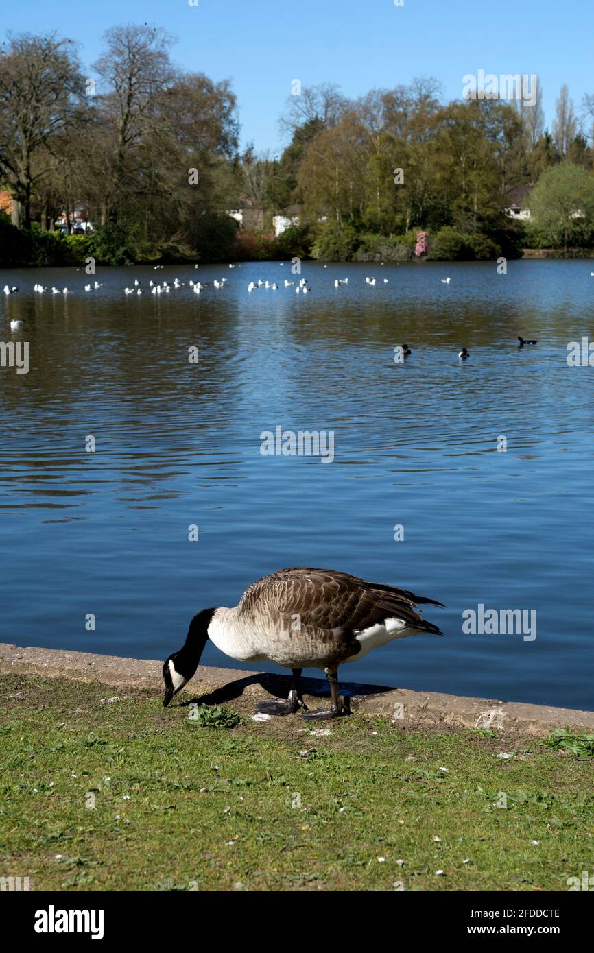 A Canada Goose at Moseley New Pool, Swanshurst Park, Moseley, Birmingham, England, UK Stock Photo